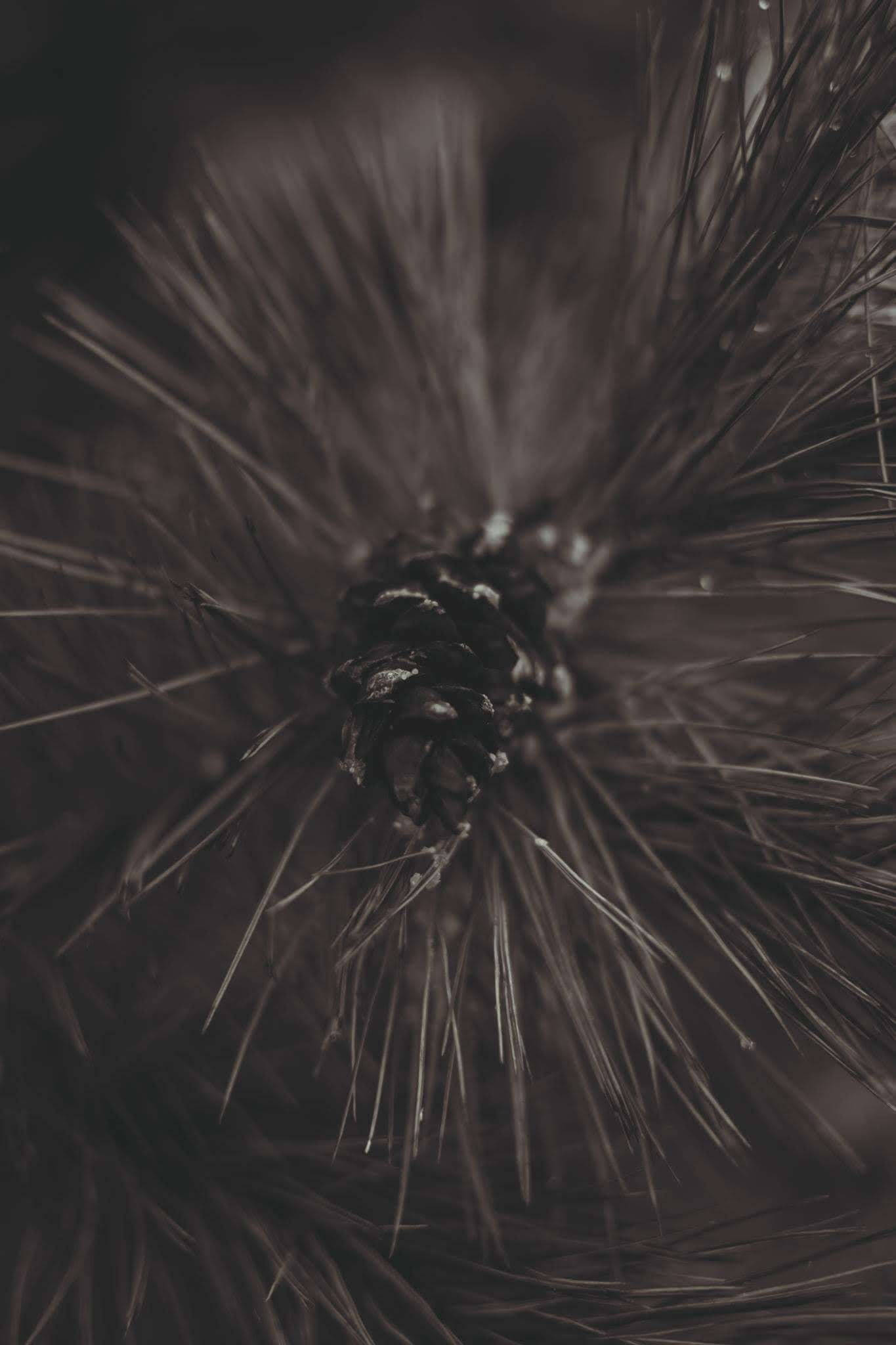 Vintertelefon Nærbillede af Fyrrekogle Wallpapers