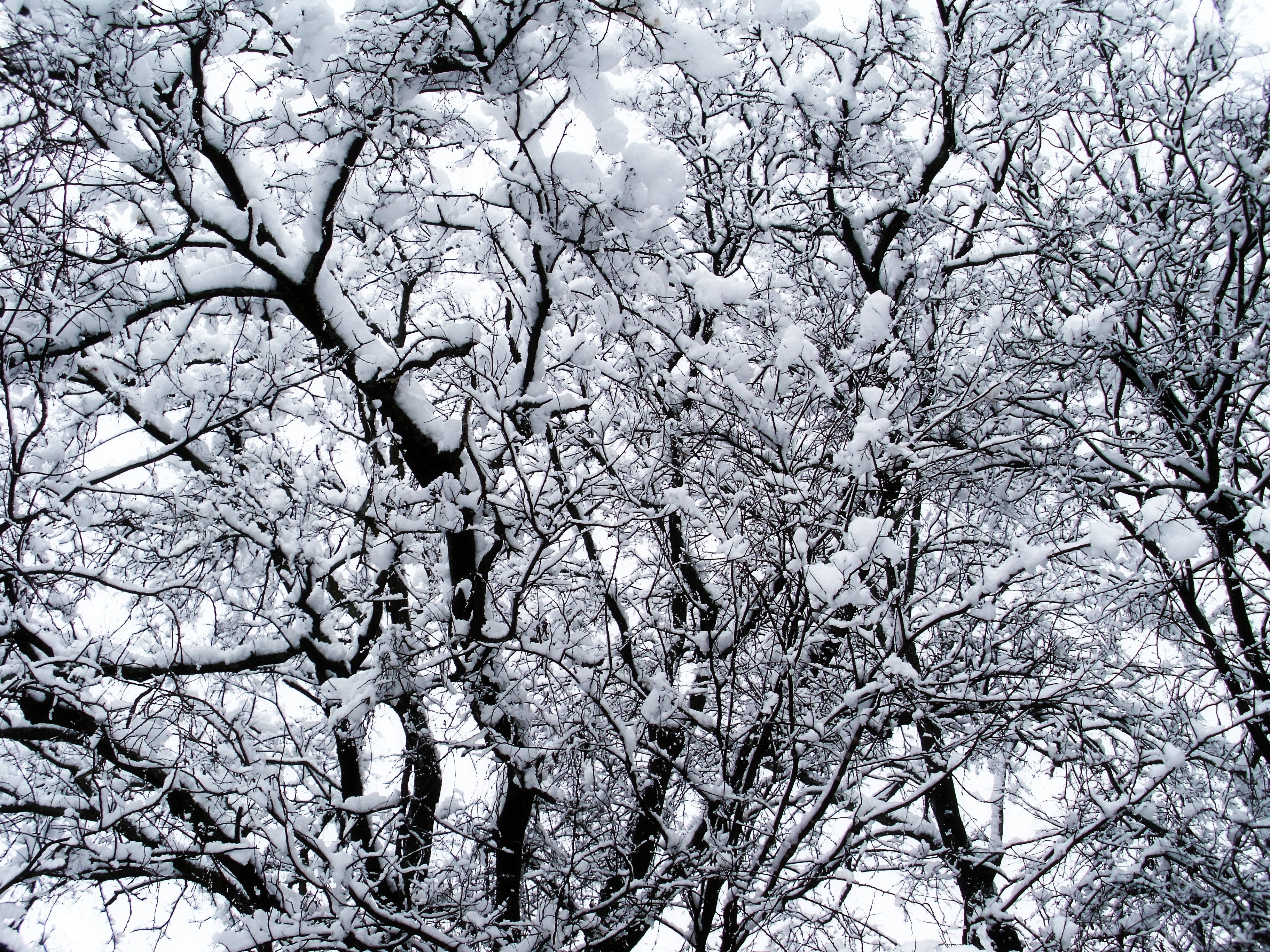 Vintertræer dækket af sne Wallpapers