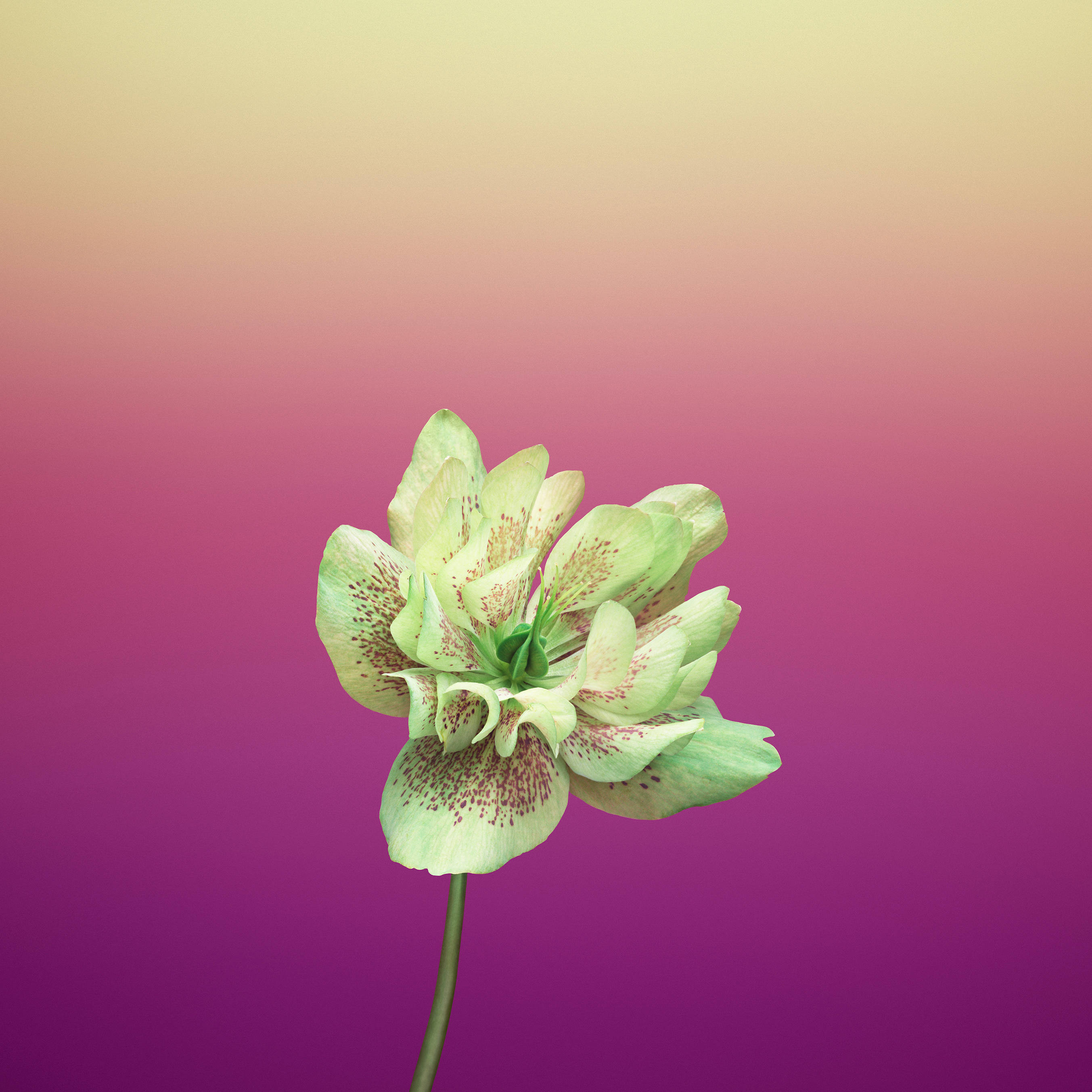 Violet Helleborus Orientalis Æbleblomst Wallpapers