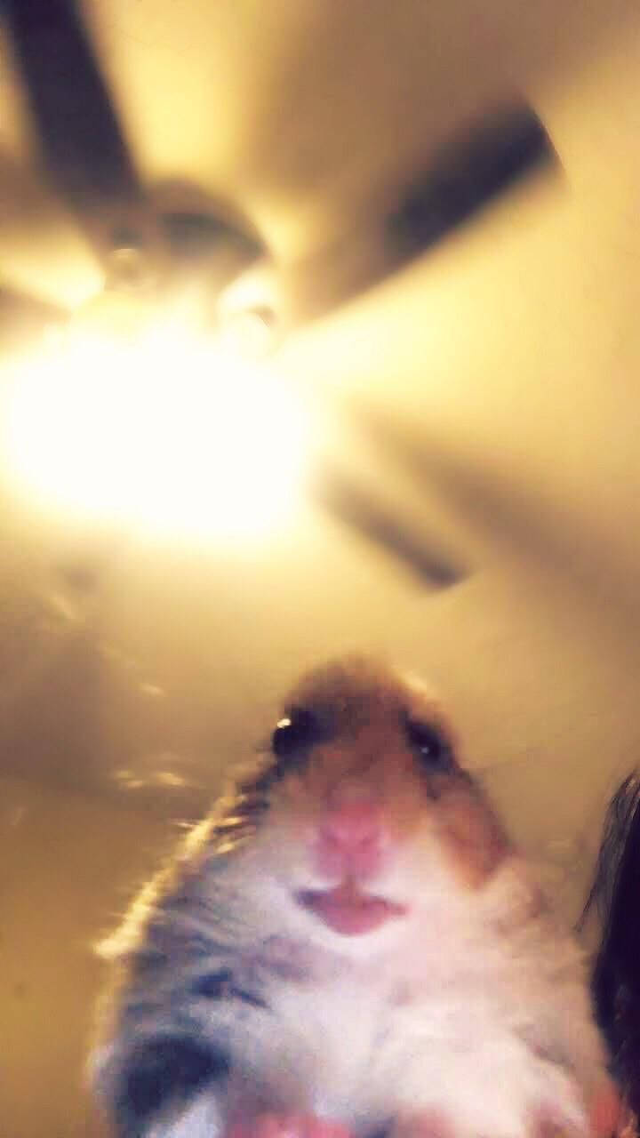 "Virtuelt Hamster Meme" Wallpapers