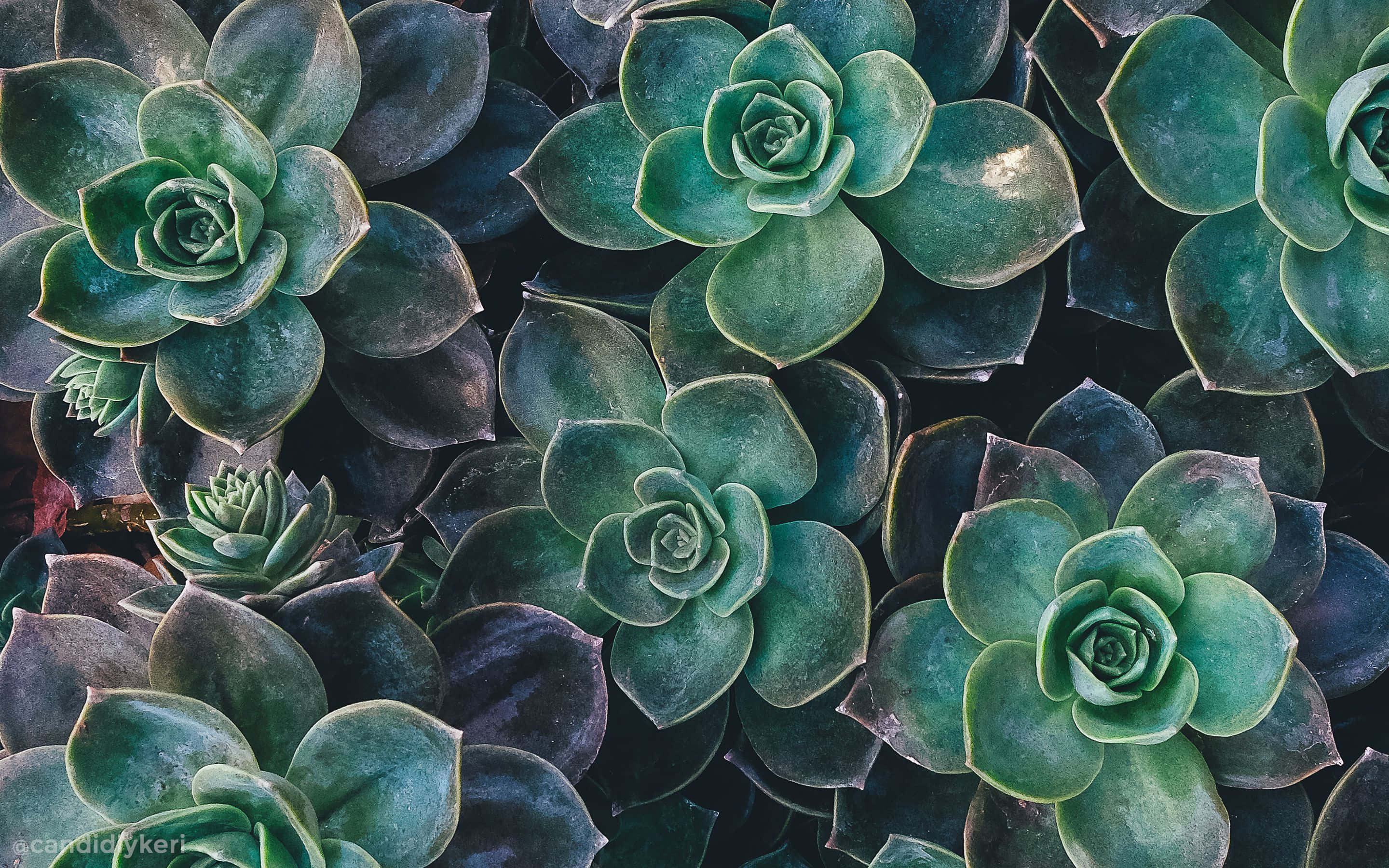 Vis din farverige stil med Boho Mac Wallpapers