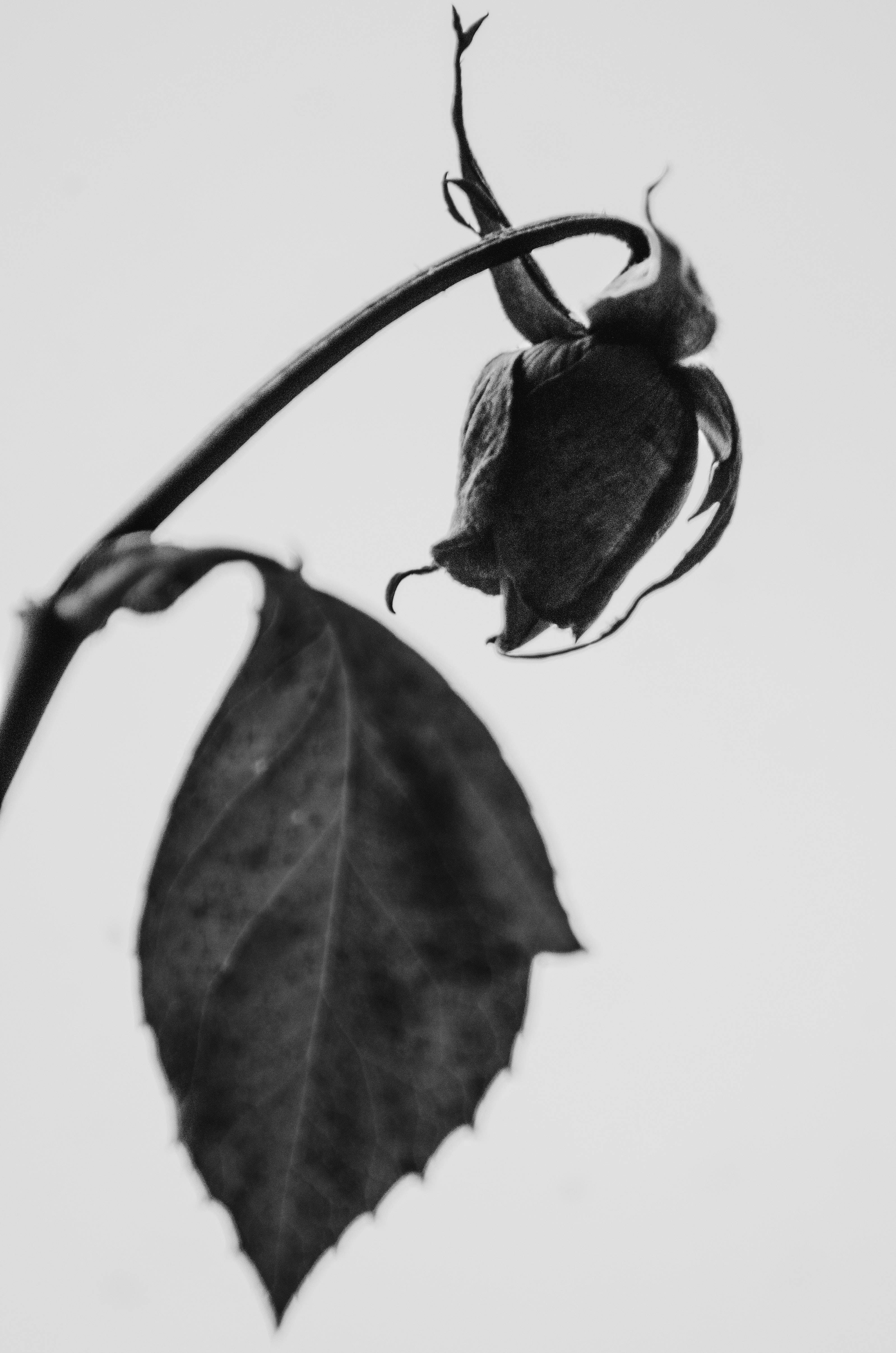 Visnet sort rose iPhone Wallpapers