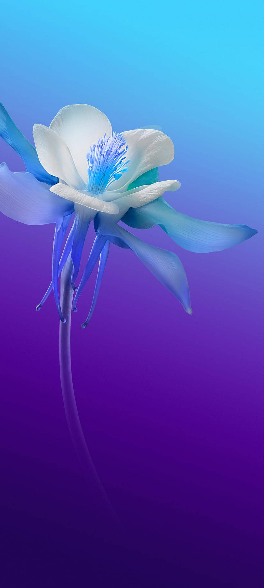 Vivo V20 Hvid og Blå Blomst Wallpapers
