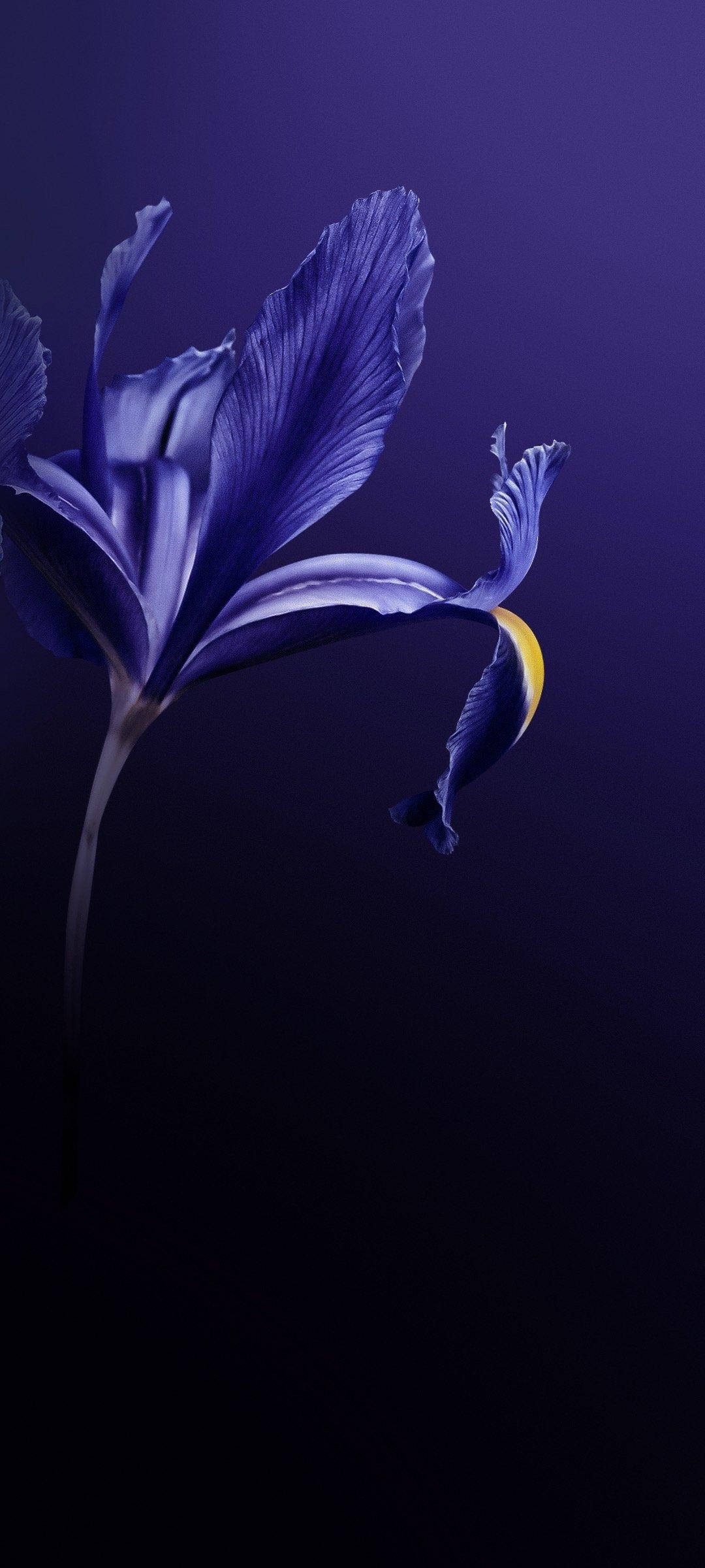 Vivo V20 Lilla Blomst Wallpapers