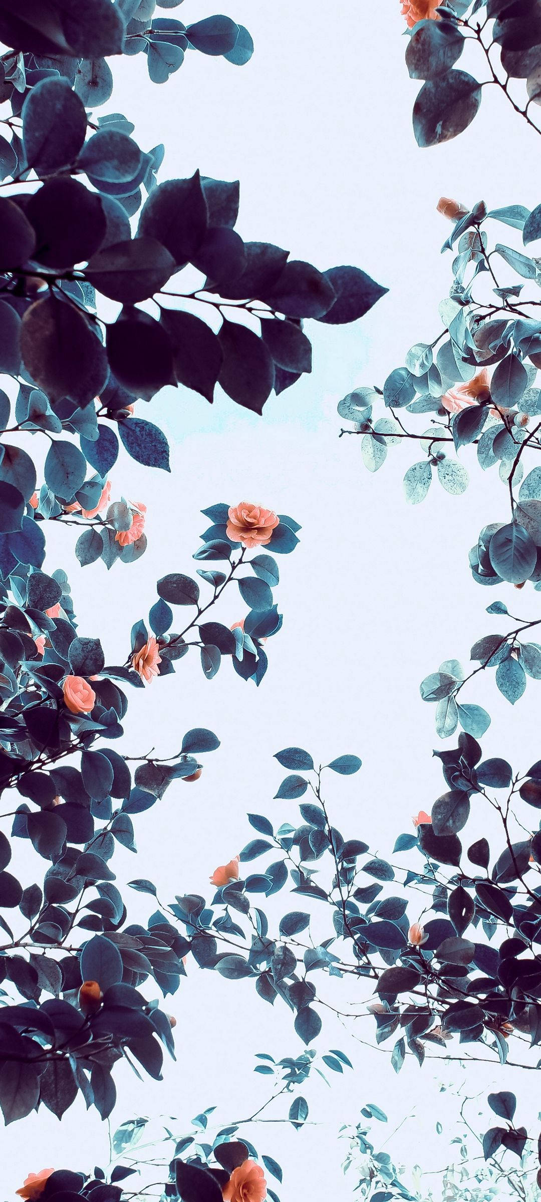 Vivo V20 Orange Blomst Træ Wallpapers