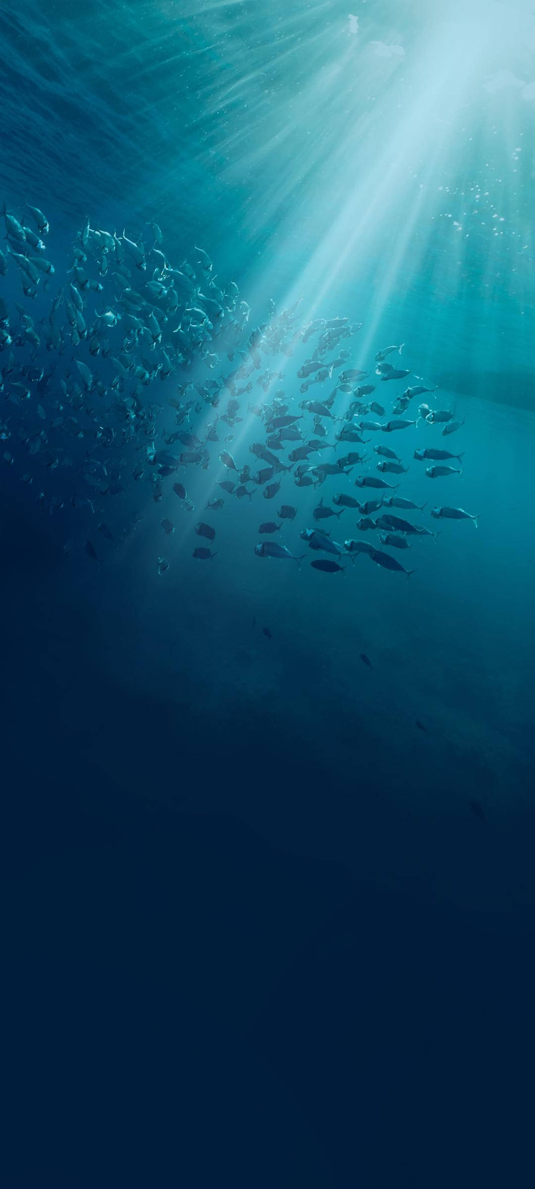 Vivo V20 Undervandsfisk Wallpapers