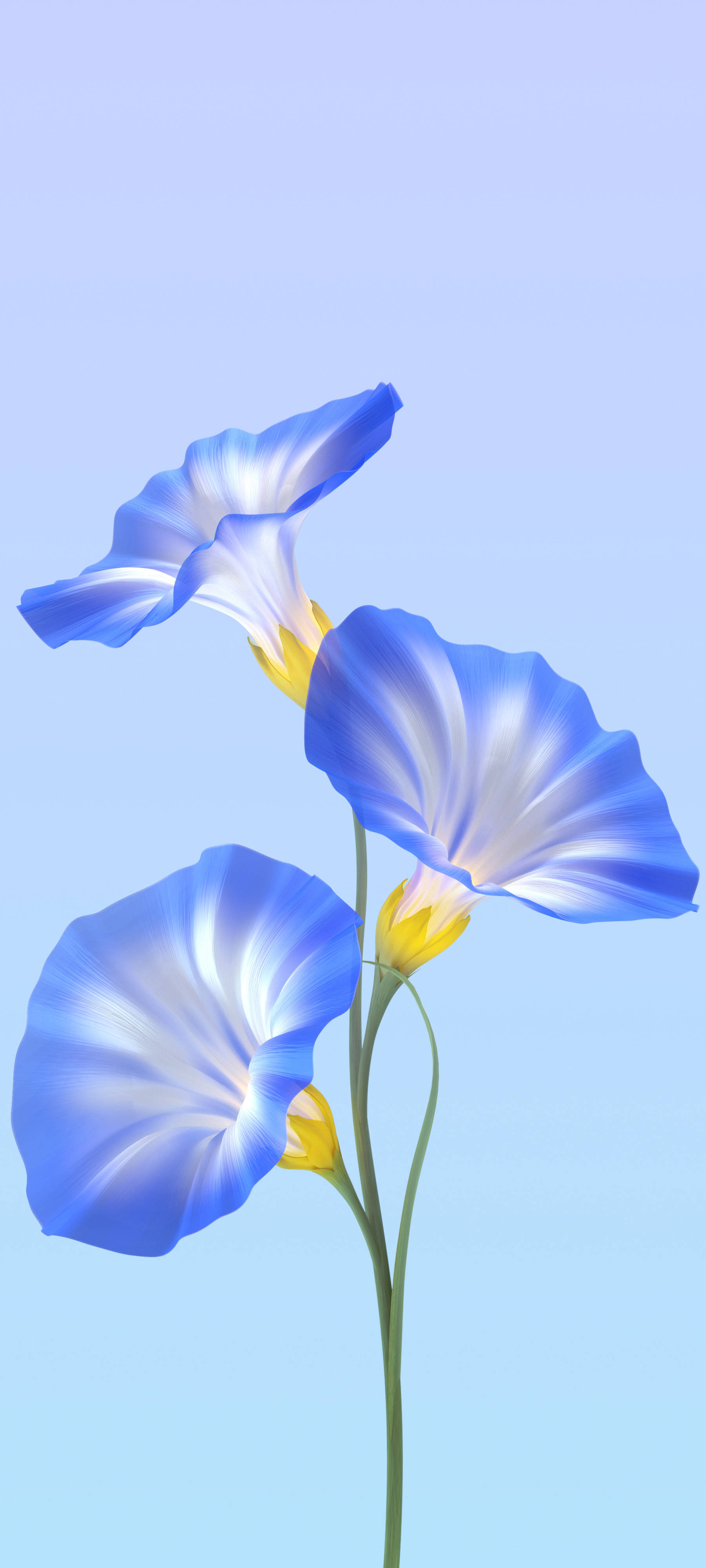 Vivo Y11 Blå blomster Wallpapers