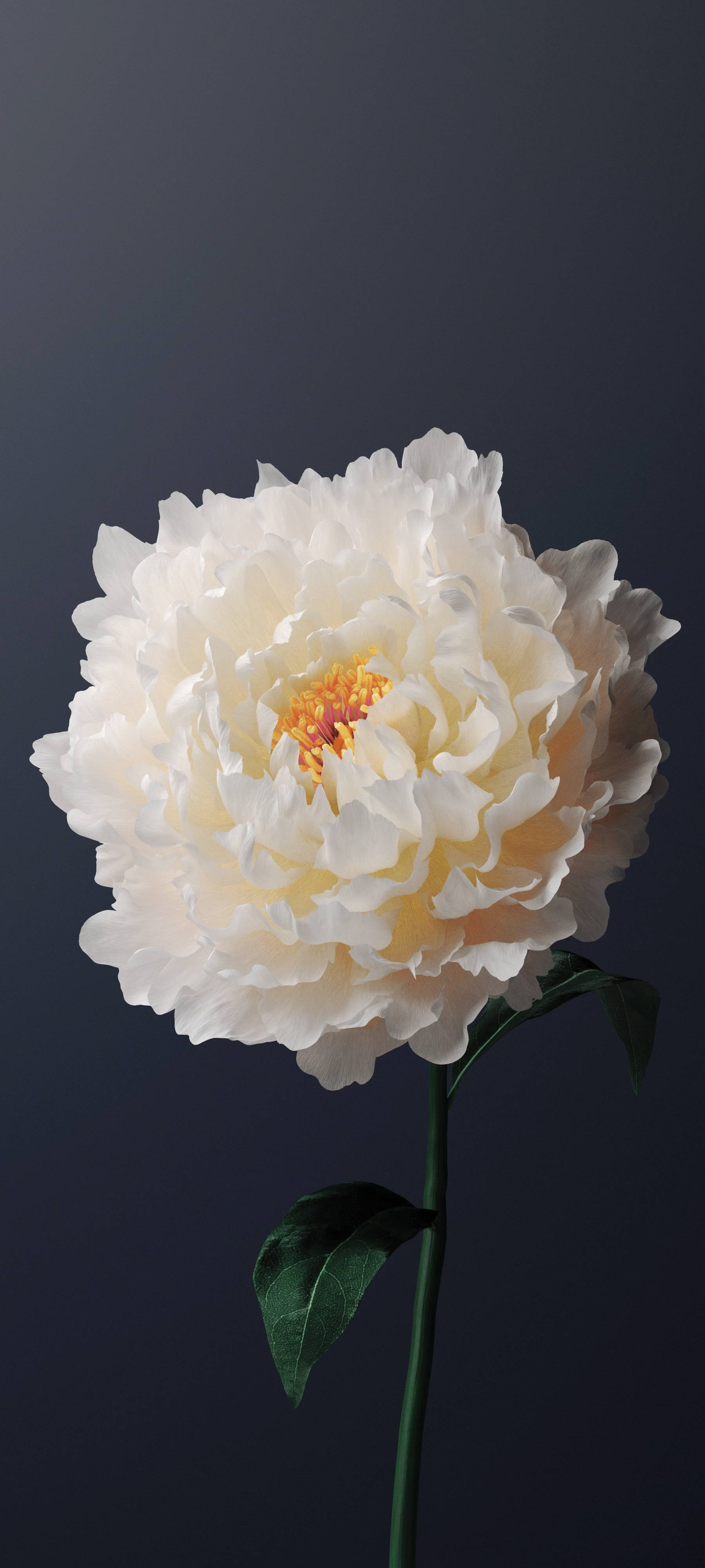 Vivo Y11 Hvid Pæonblomst Wallpapers
