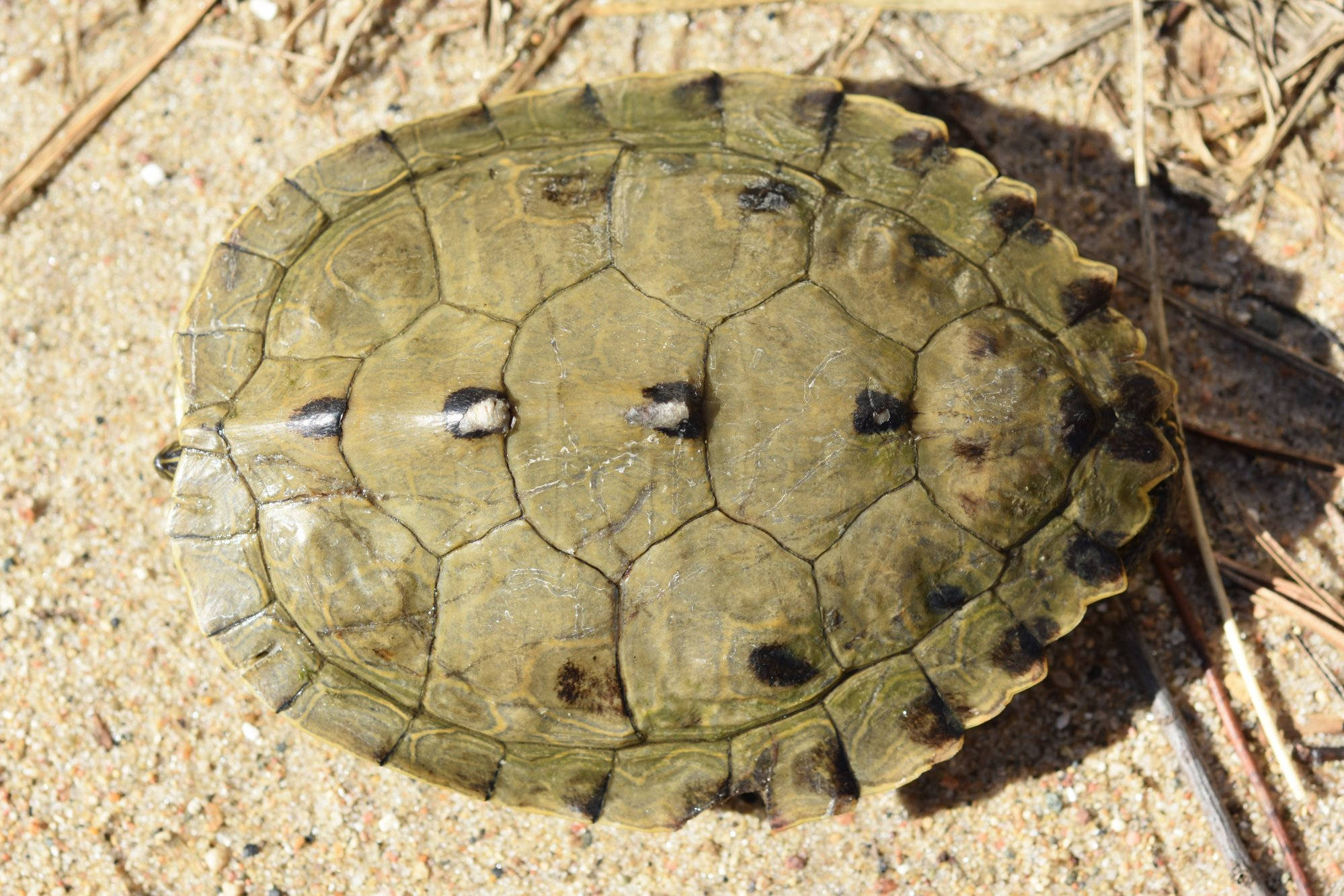 Voksen hanfalsk landkortskildpadde rygskjold Wallpapers
