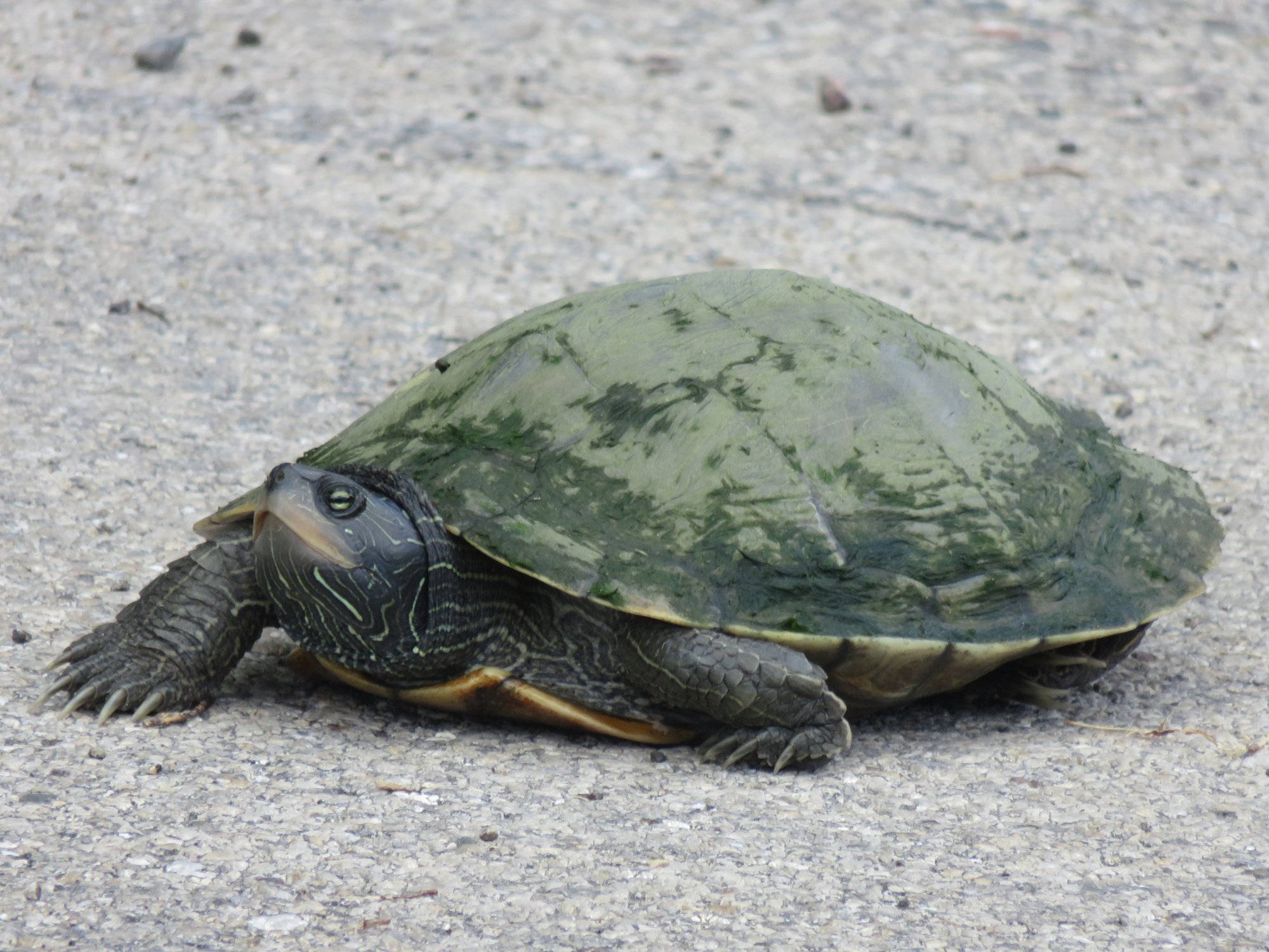 Voksen hun almindelig landkortskildpadde Wallpapers