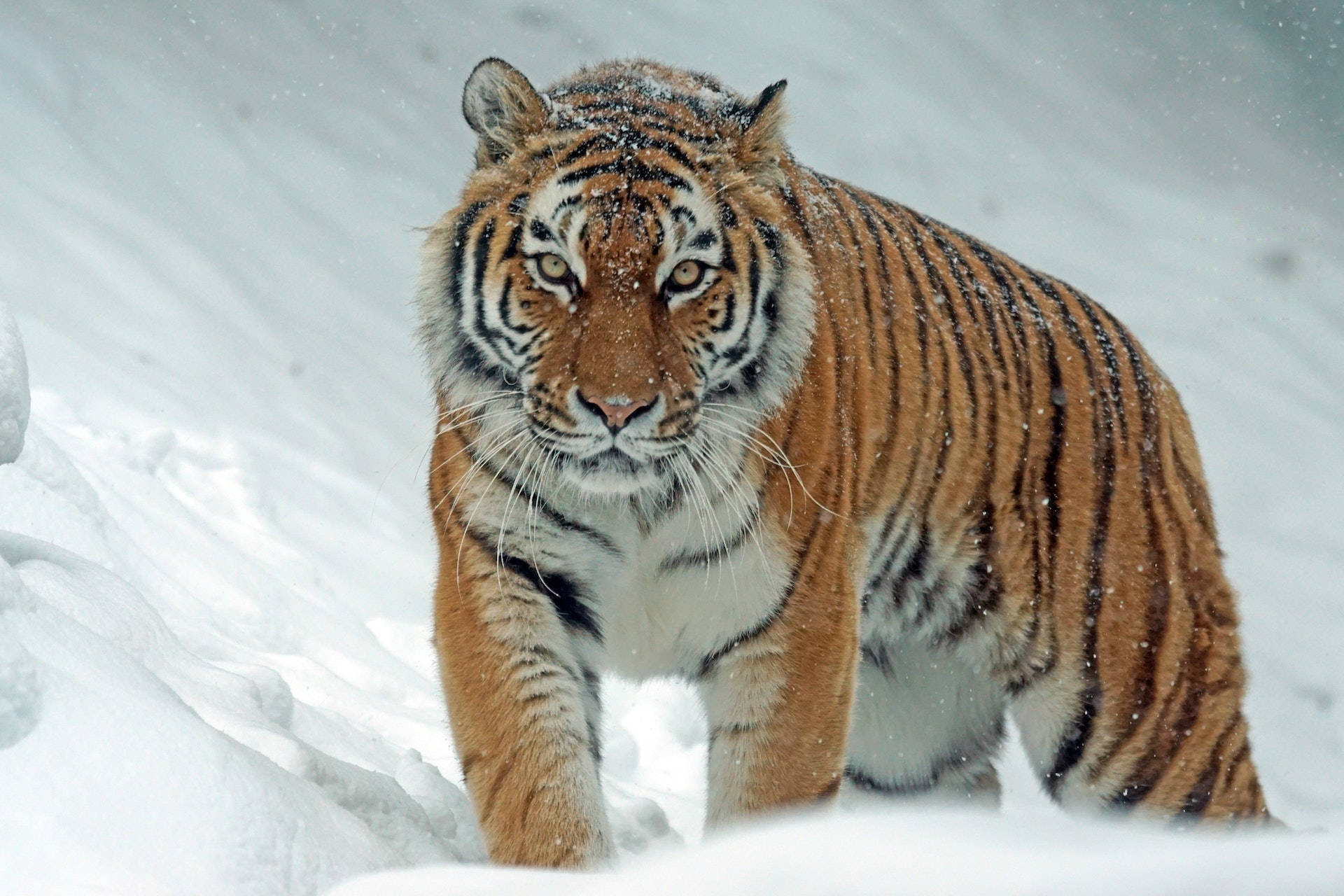Voldsom harimau går i sne Wallpapers