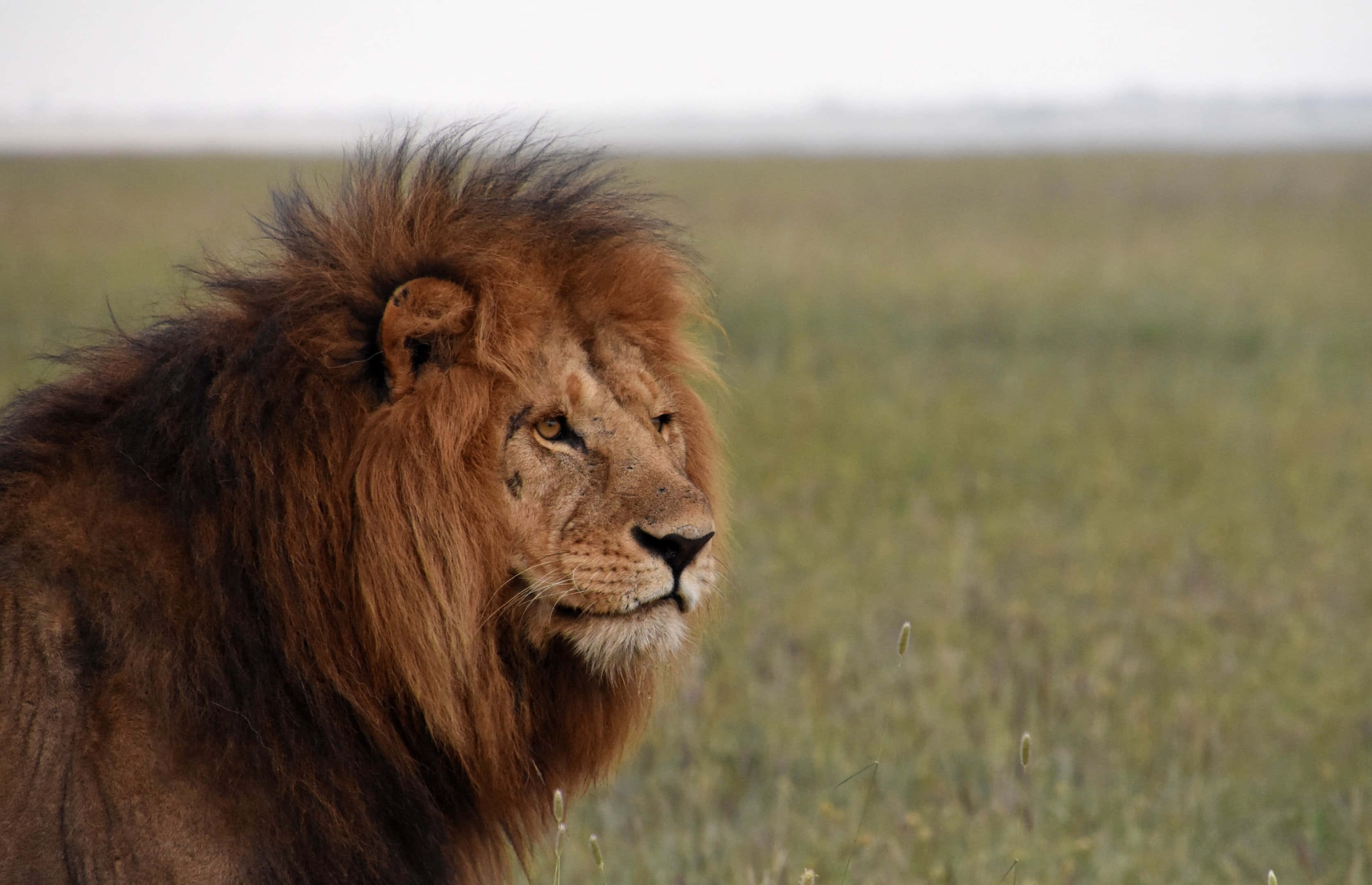 Voldsom og majestætisk - En løve vandrer på den afrikanske savanne Wallpapers