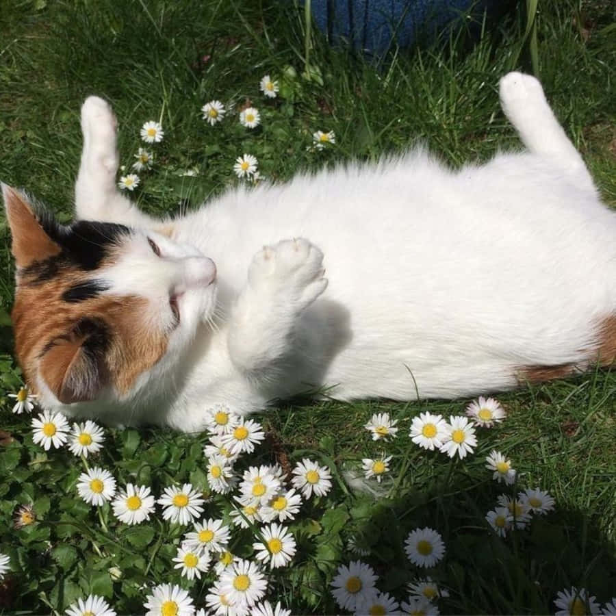 "Vær den kat, du ønsker at se i verden" Wallpapers