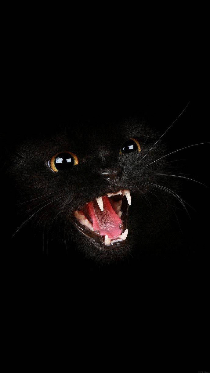 Vred sort kat på mørk skærm Wallpapers