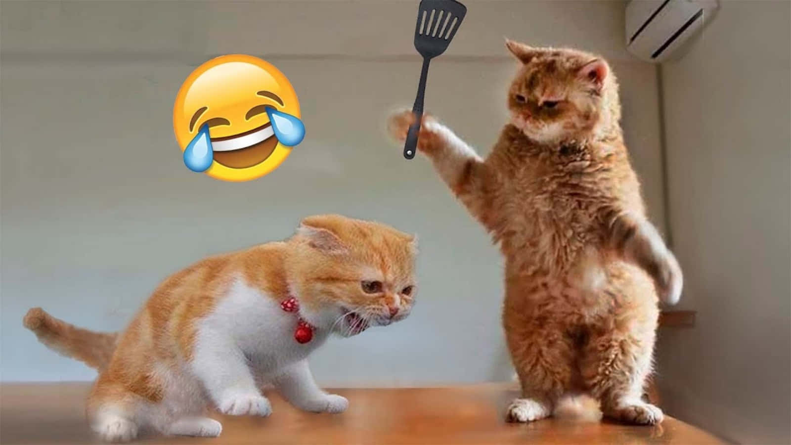 Weekend-stemning: Afslappende sjove katte Wallpapers