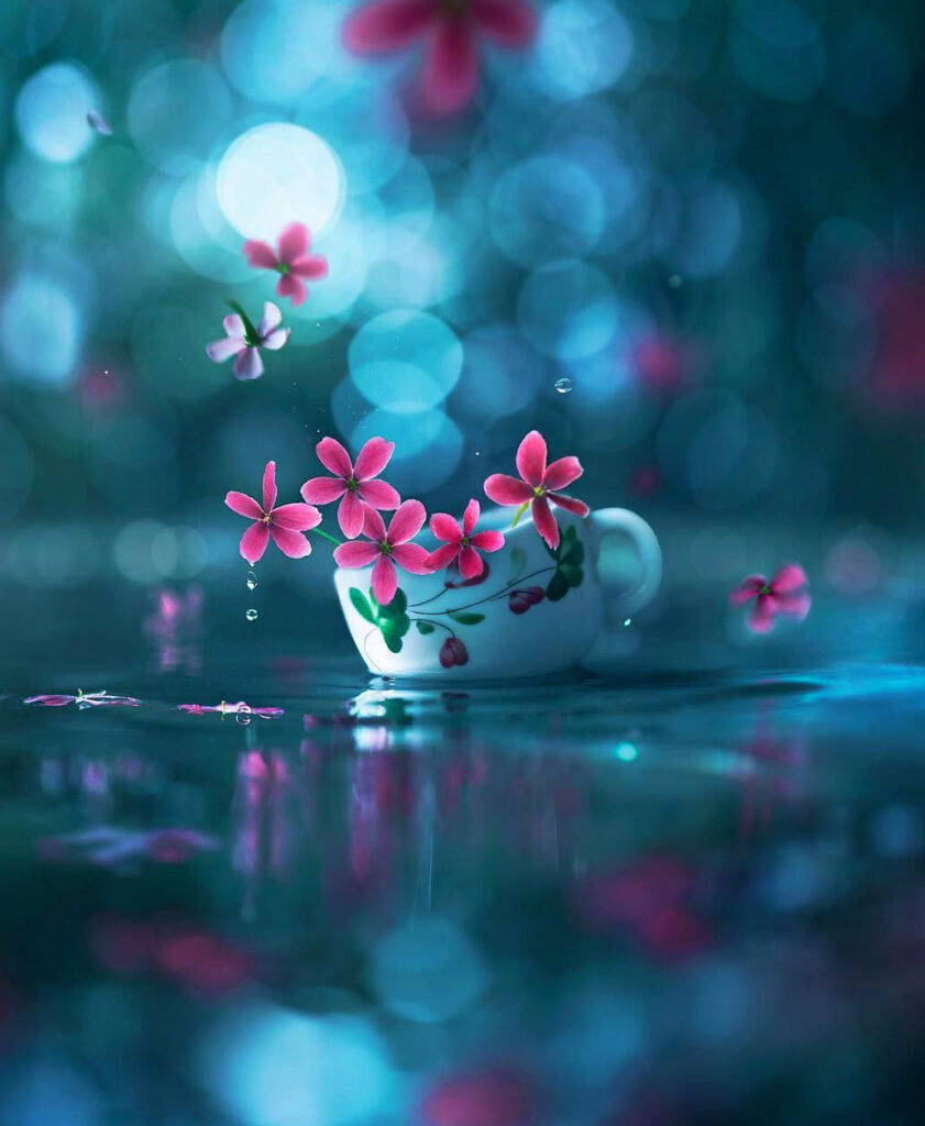 WhatsApp DP blomsterkop Wallpapers