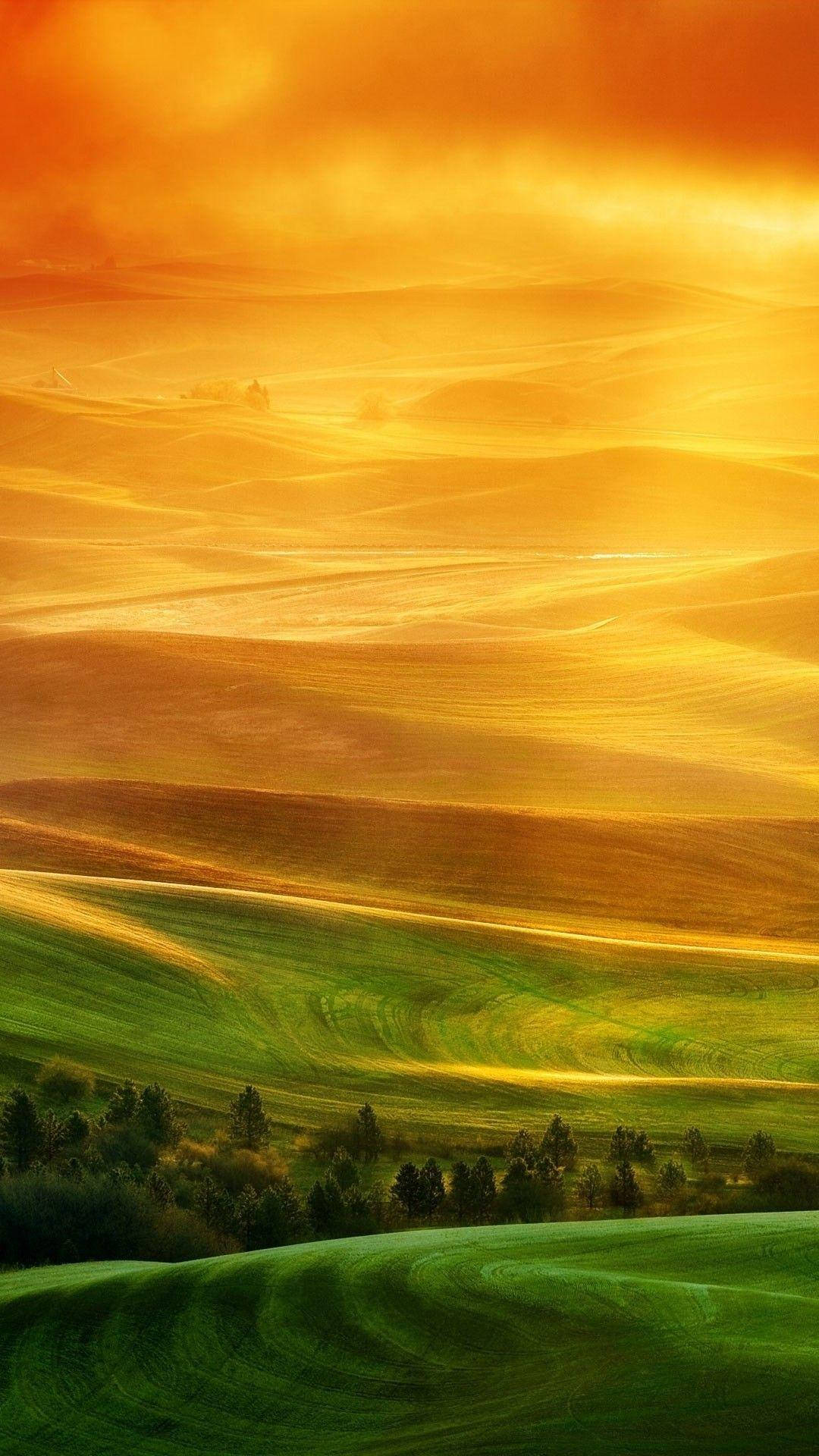 Xiaomi Ørkentræer Wallpapers