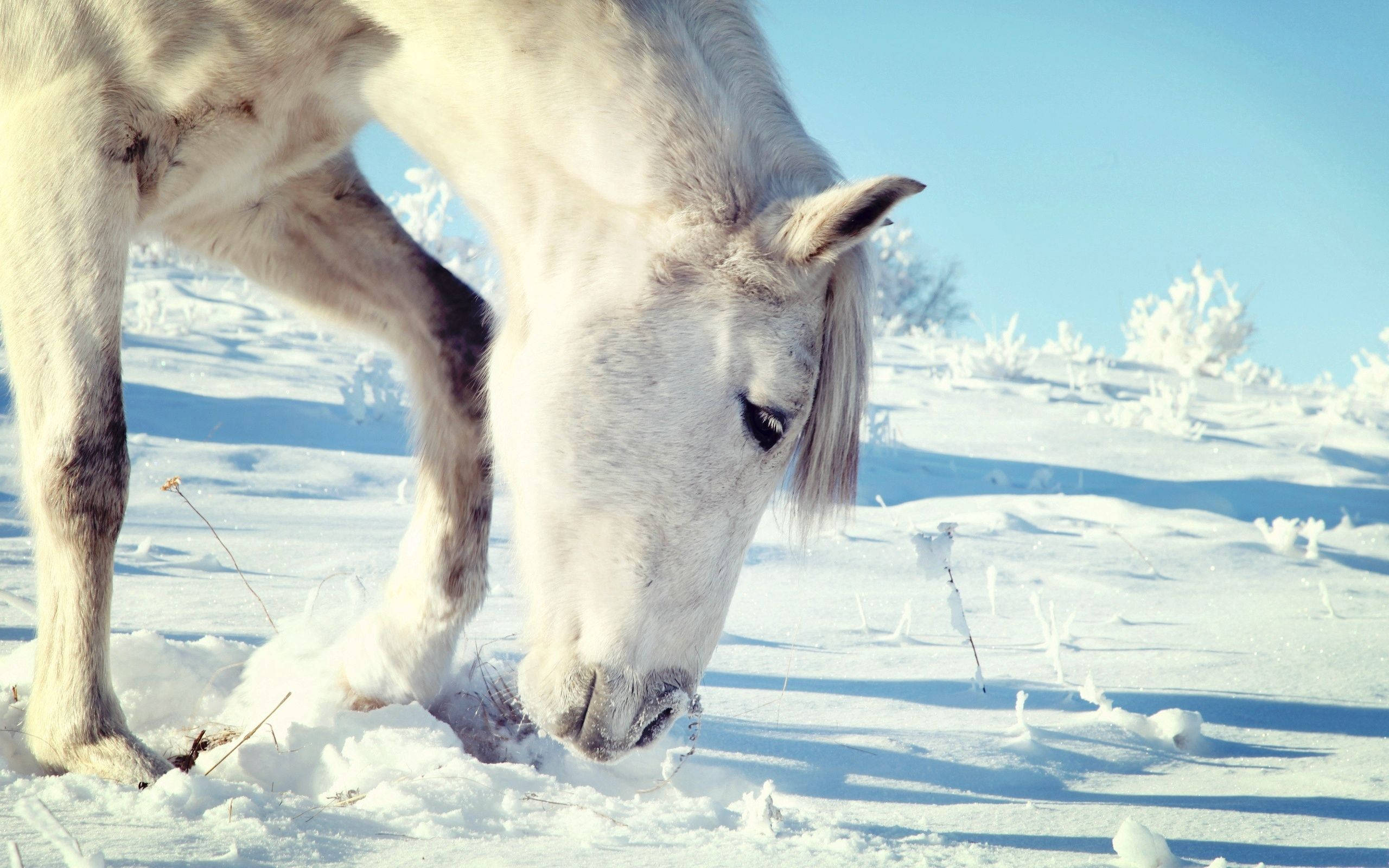 Yndefuld hvid hest græsser i sne Wallpapers