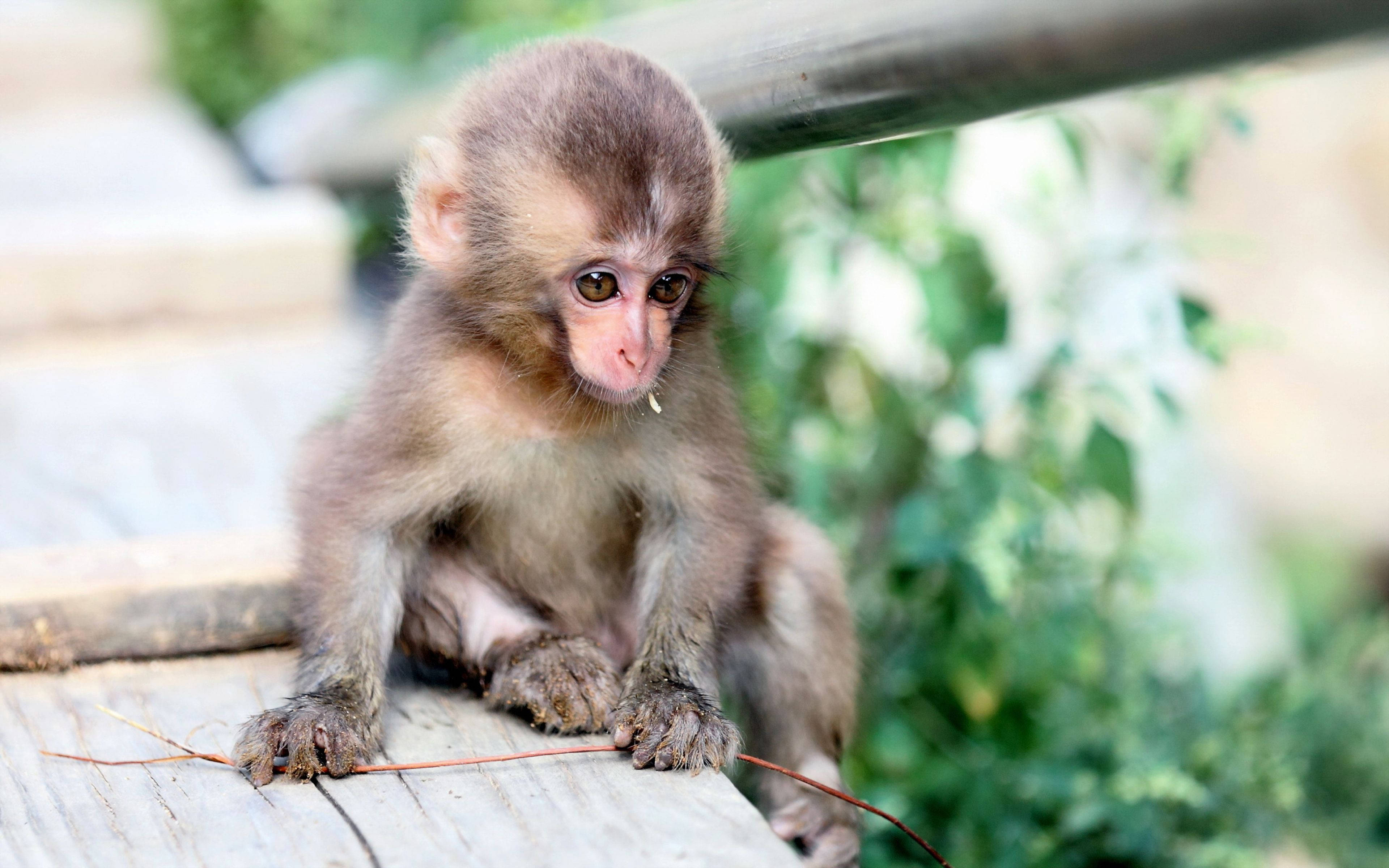 Yndig babymakabé i sit naturlige habitat Wallpapers