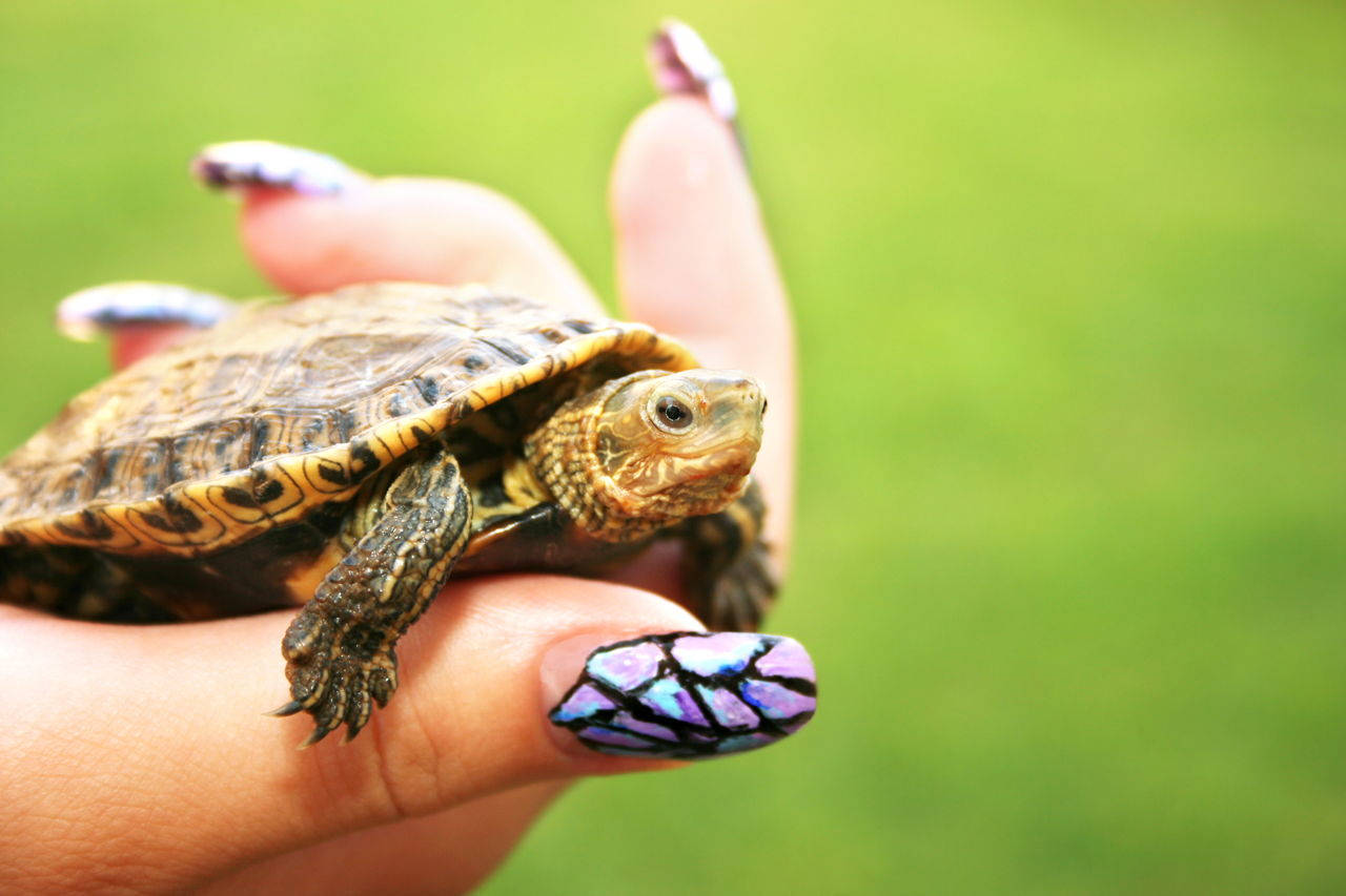 Yndig gylden skildpadde poserer æstetisk Wallpapers