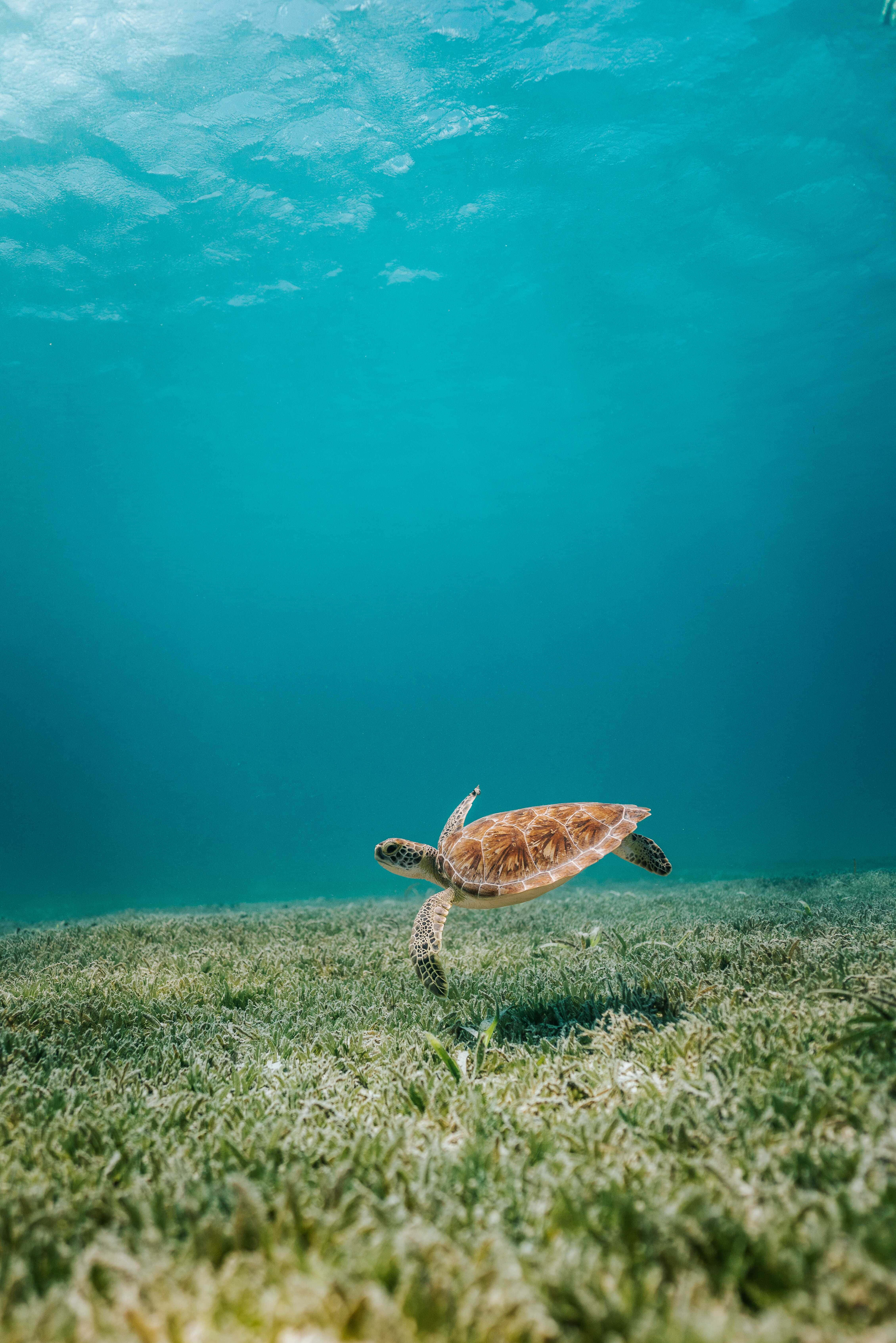 Yndig havskildpadde iPhone-baggrund Wallpapers