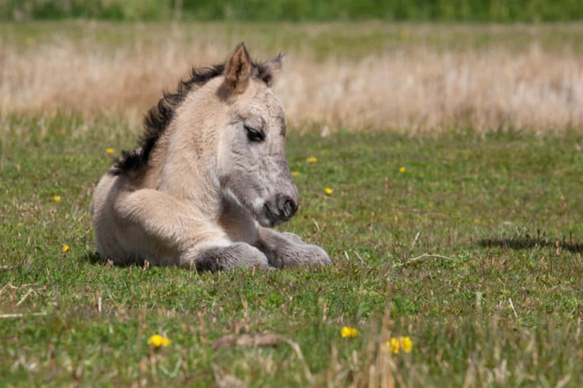 Yndig hest, der poserer på engen Wallpapers