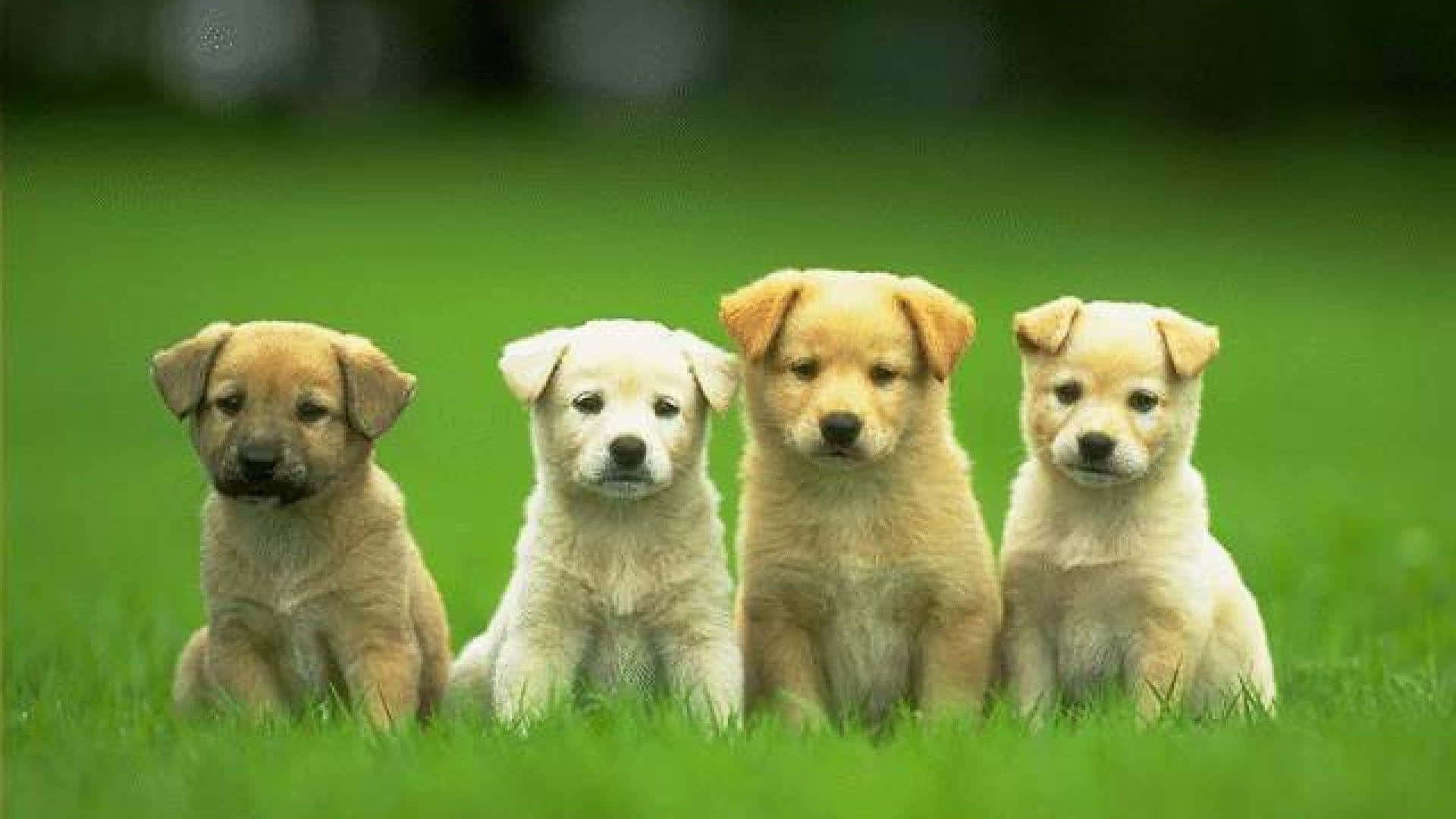 Yndig hund nyder afslappet stund Wallpapers