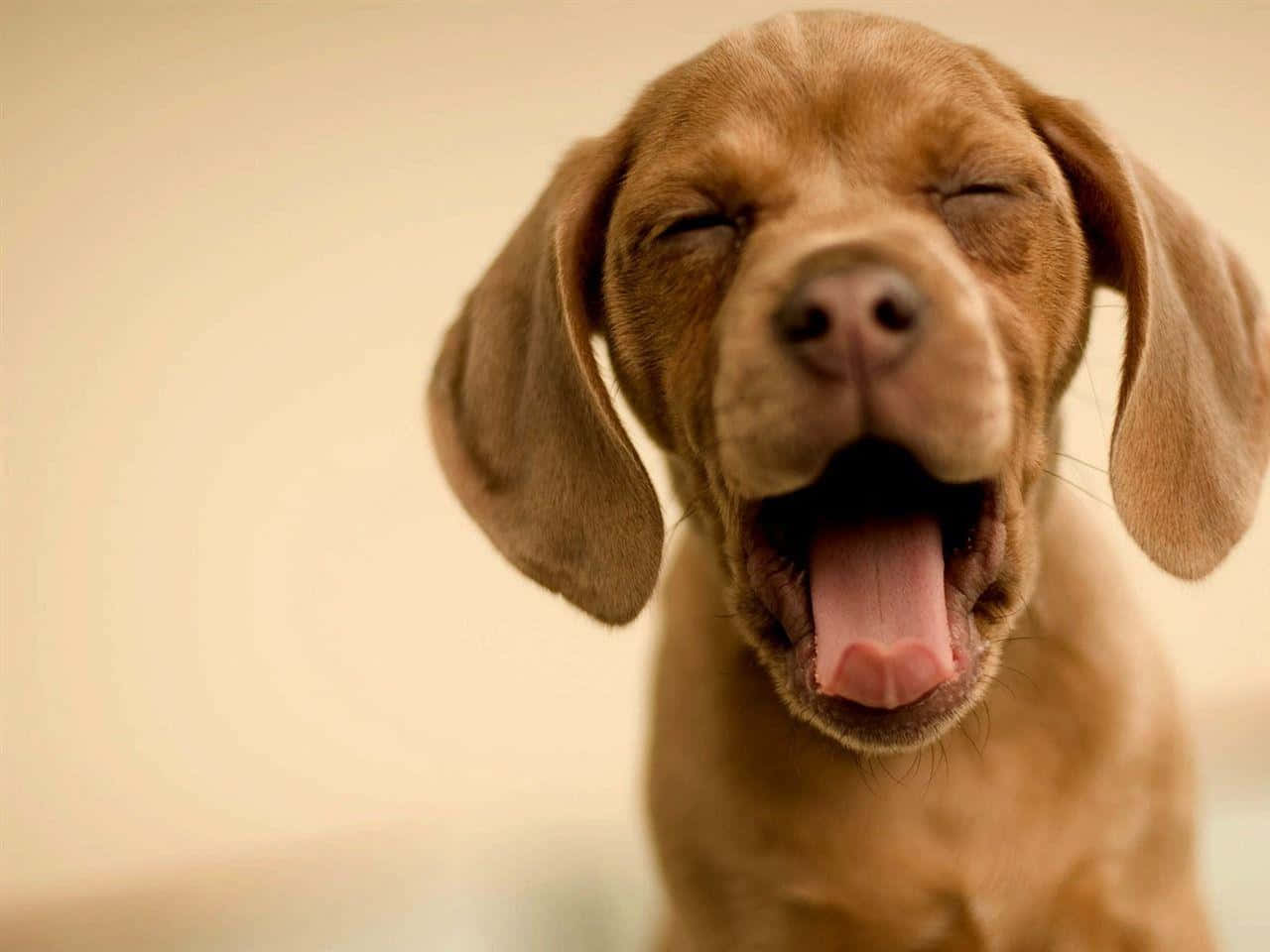 Yndig hund slapper af derhjemme Wallpapers