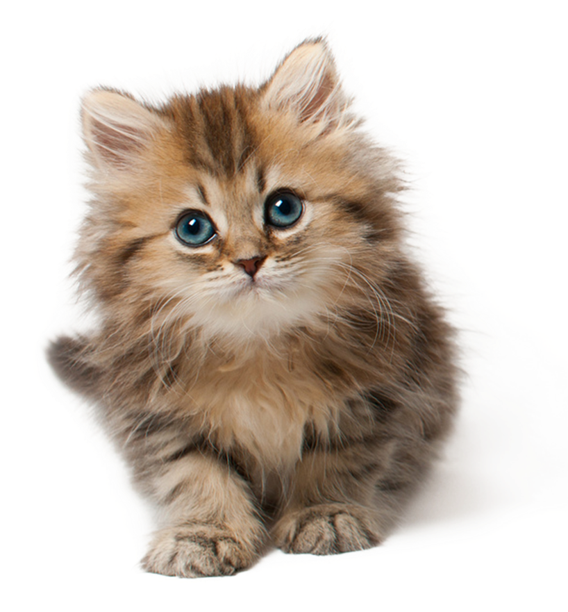 Yndig og Fluffy Killing Wallpapers
