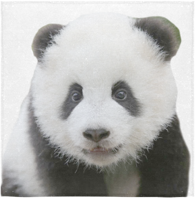 Yndig panda-portræt Wallpapers