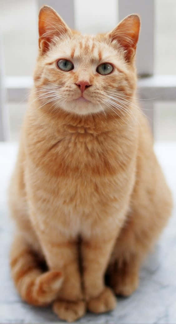 Yndig rød kat billede Wallpapers