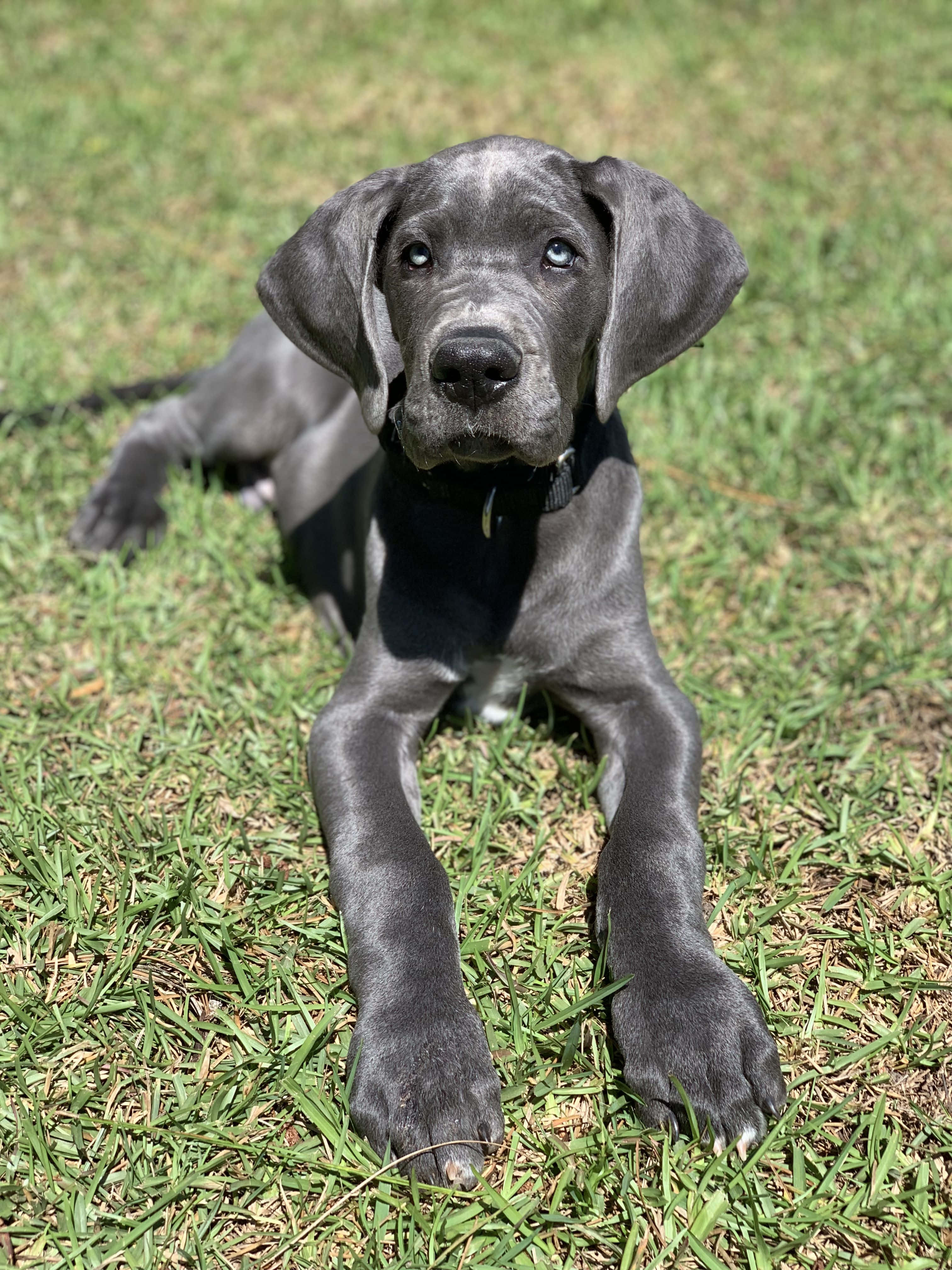 Yndige Great Dane-hvalpe, der sover Wallpapers