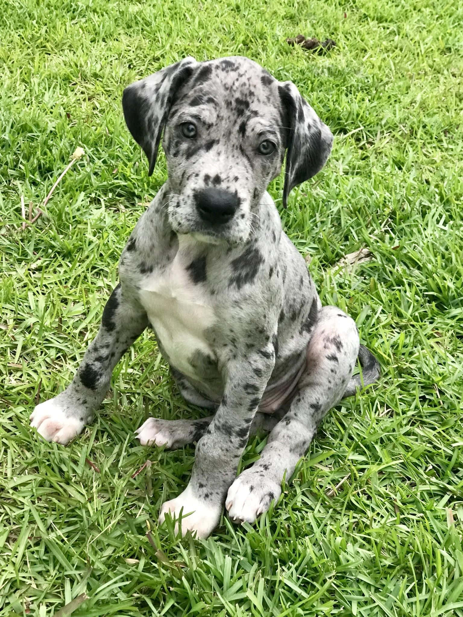 Yndige Great Dane Hvalpe Wallpapers