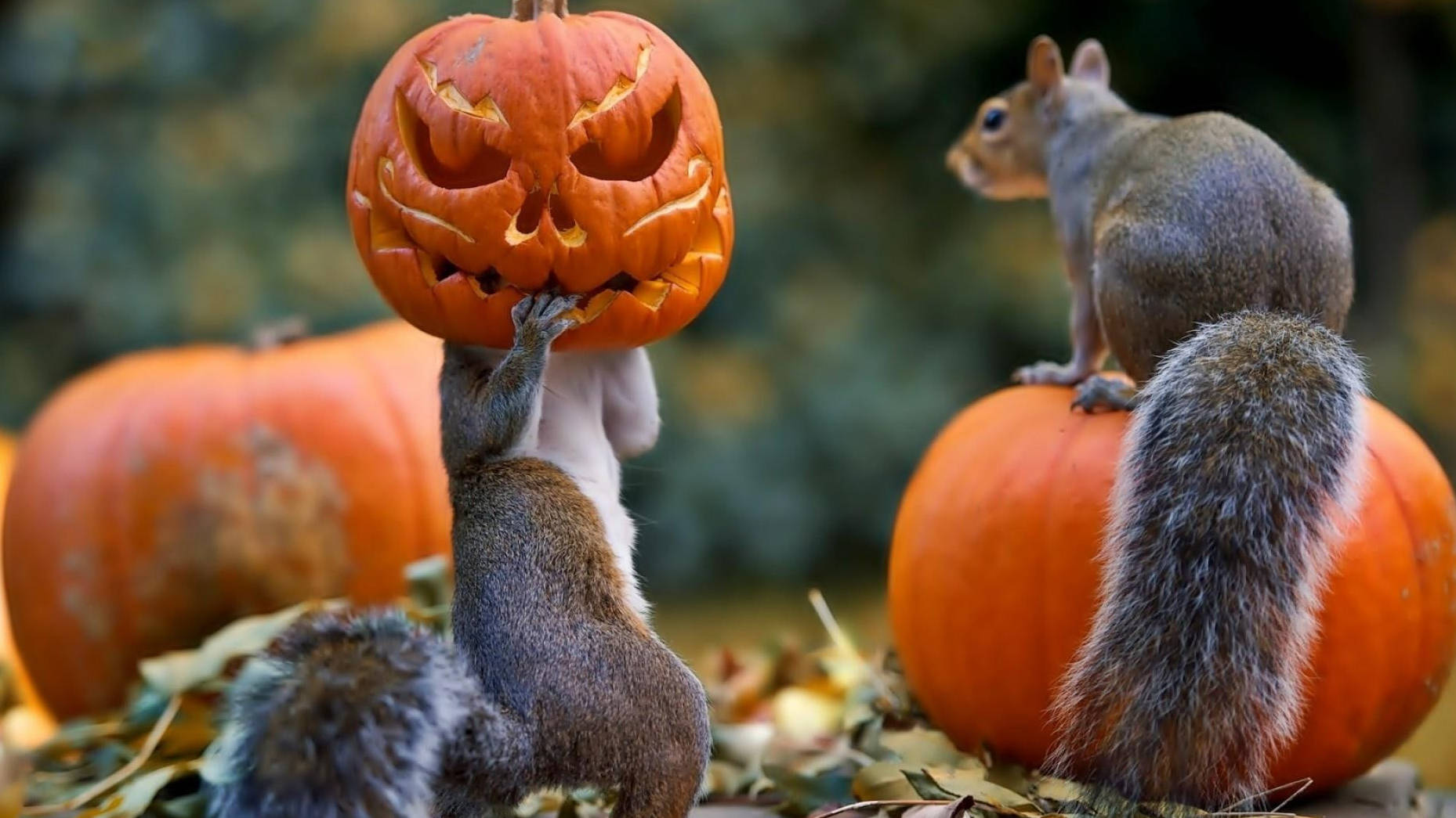 Yndige Halloween-egern nyder den festlige stemning Wallpapers