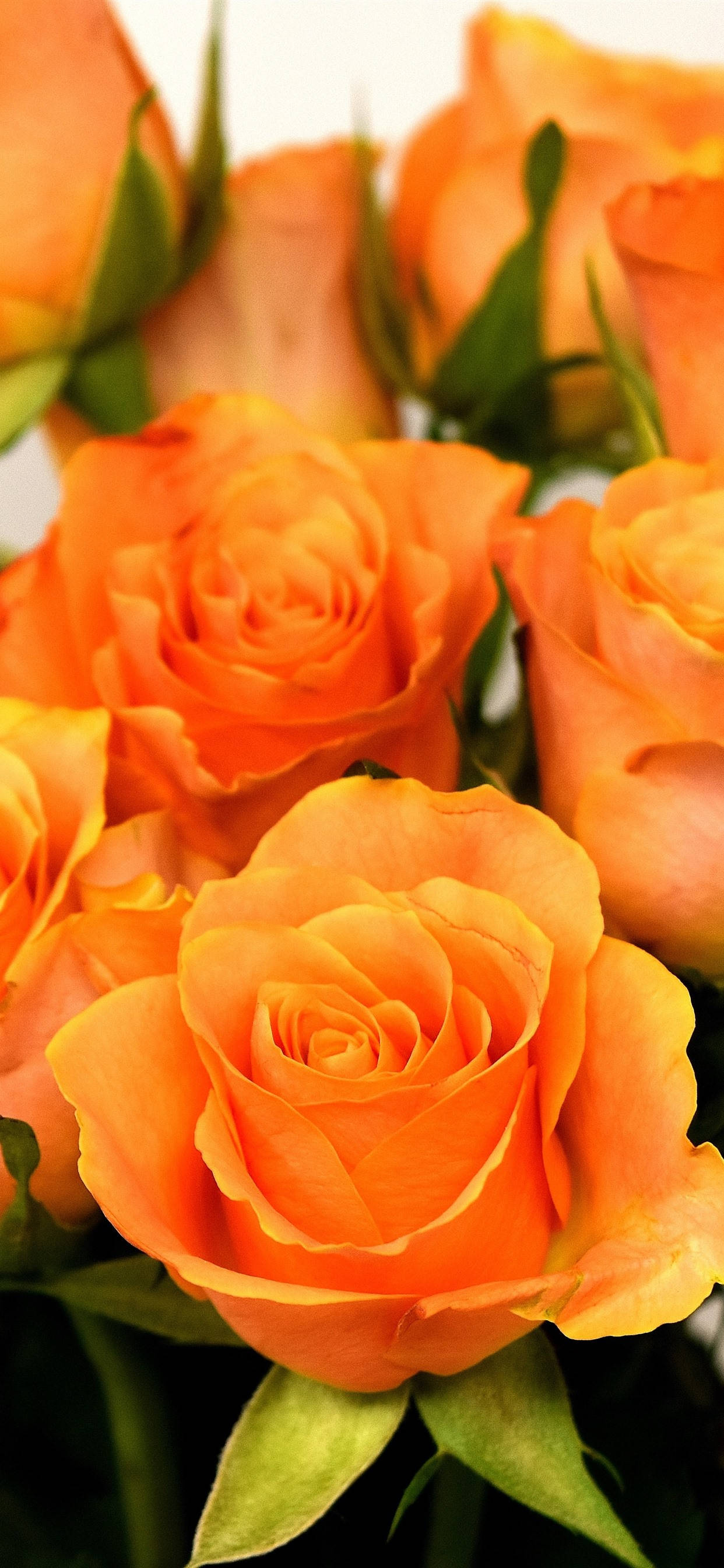 Yndige orange roser Wallpapers