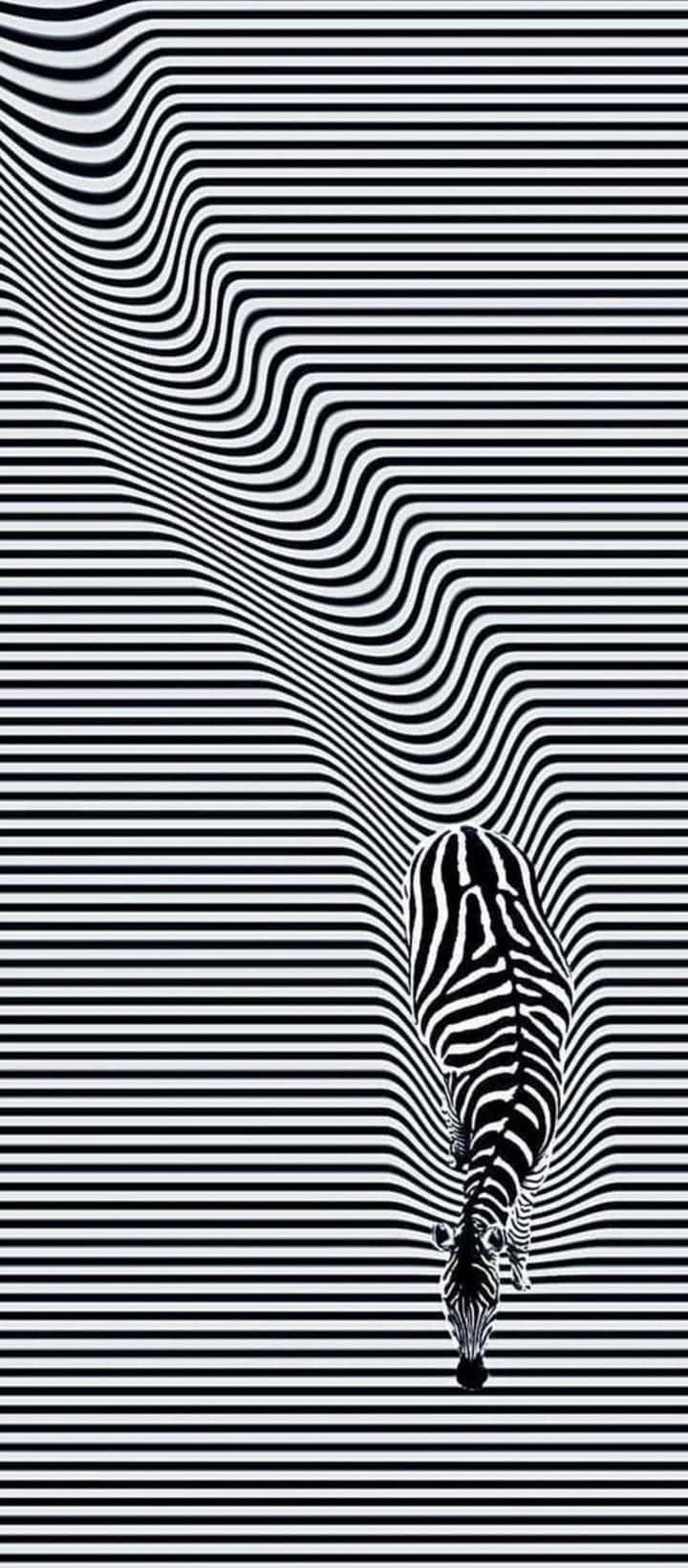 Zebra optisk illusion billede Wallpapers