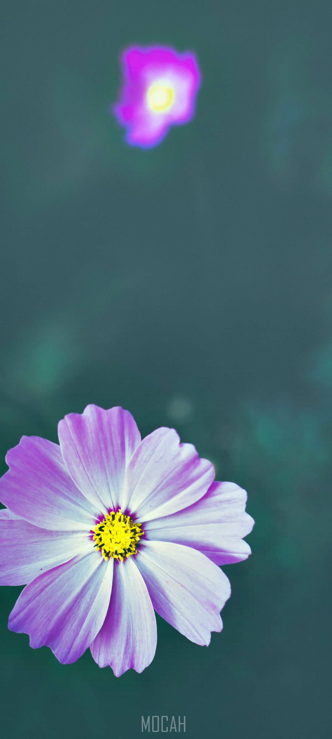 Zoom Blomst Lilla Hvid Telefon Wallpapers