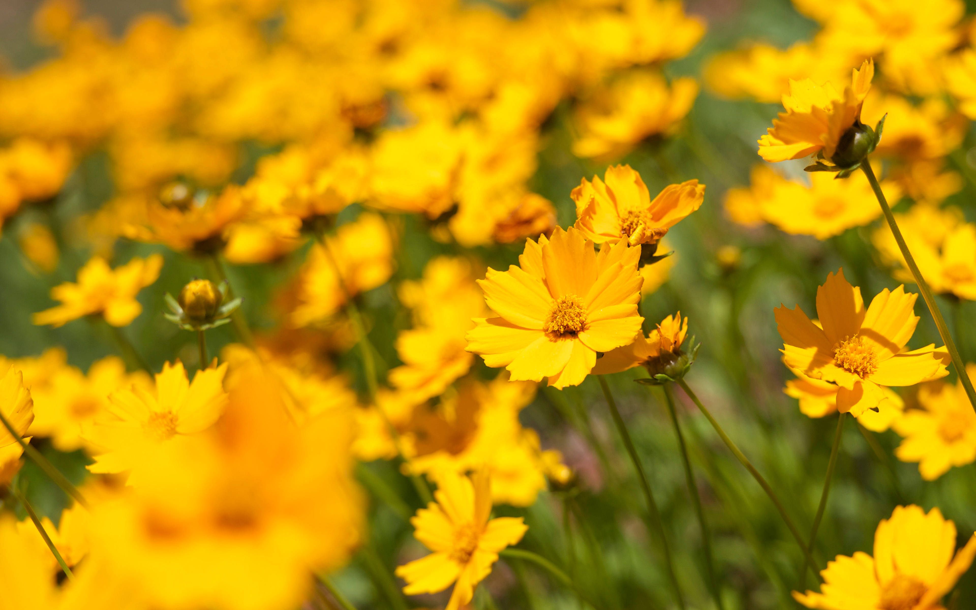 Zoom ind og udforsk den indviklede skønhed i denne farverige blomst Wallpapers