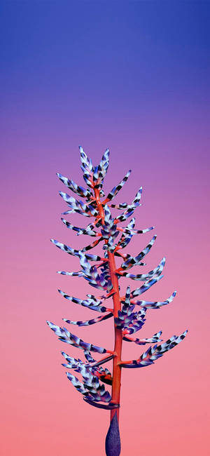 Aechmea Blomst Apple — iPhone 17 Pro Wallpapers