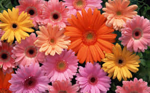 Æstetisk blomsterbaggrund — Æstetisk blomst Wallpapers