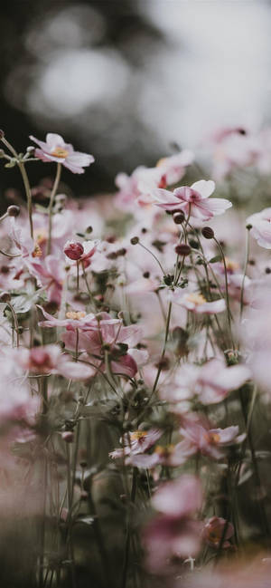 Æstetisk iPhone X lyserøde blomster — Blomst Wallpapers