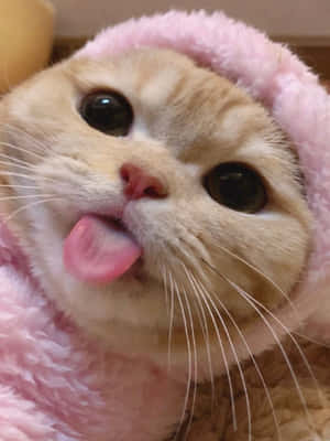 Æstetisk kat billeder — Æstetisk kat Wallpapers