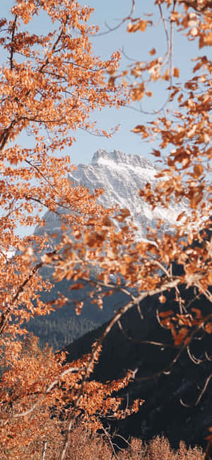 Æstetisk Startskærm Bjerg Efterårstræer — Realme P4 Pro Wallpapers