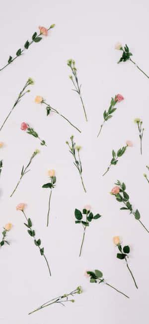 Æstetisk Valentinsdag dejlige roser — Tecno Spark 40 Pro Wallpapers