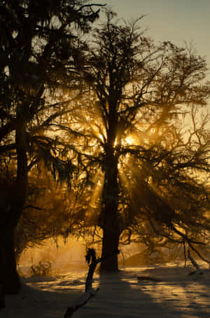 Tree Branch Pictures — Huawei MatePad Edge Wallpapers
