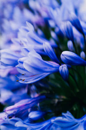 Afrikansk lilje blå blomster telefon — Huawei MatePad 11.5 (2025) Wallpapers