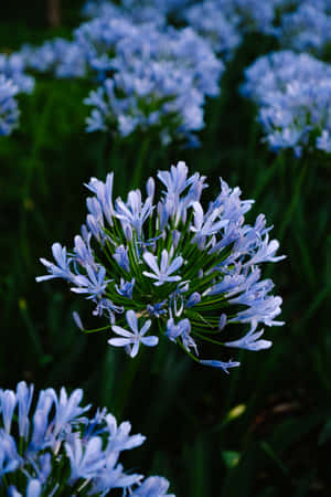 Afrikanske liljer blå blomster telefon — Huawei MatePad 11.5 (2026) Wallpapers