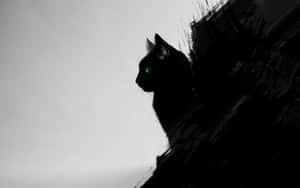 Billeder af sorte katte — Cat Noir Wallpapers