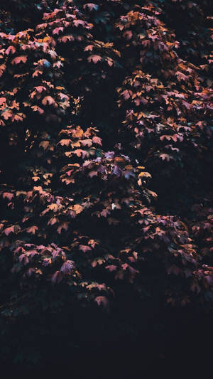 Ahorn Træ Æstetik iPhone 11 — Æstetisk efterår Wallpapers