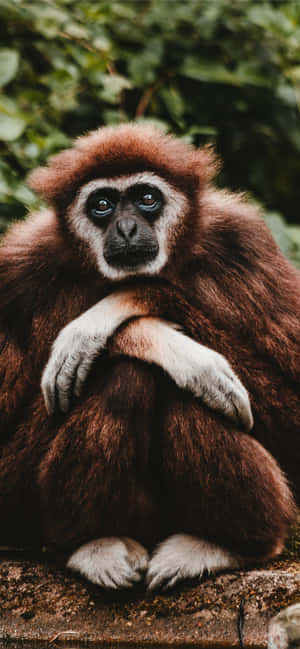Android Gibbon baggrund — Nothing Phone (4a) Pro Wallpapers